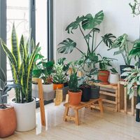 Las plantas perfectas para poner en tu habitación si querés decorar y dormir mucho mejor