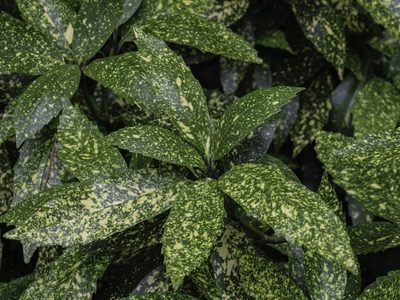 La hermosa planta de interior o exterior que esconde un secreto bajo sus hojas