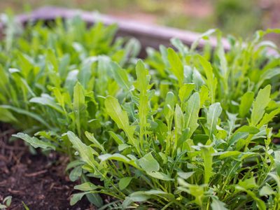 La increíble planta que mueve sus hojas sin viento: mirá cómo cultivarla