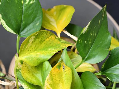 Si las hojas de tu Potus lucen amarillas y secas, no te asustes, mirá cómo recuperarlas con este truco natural y efectivo