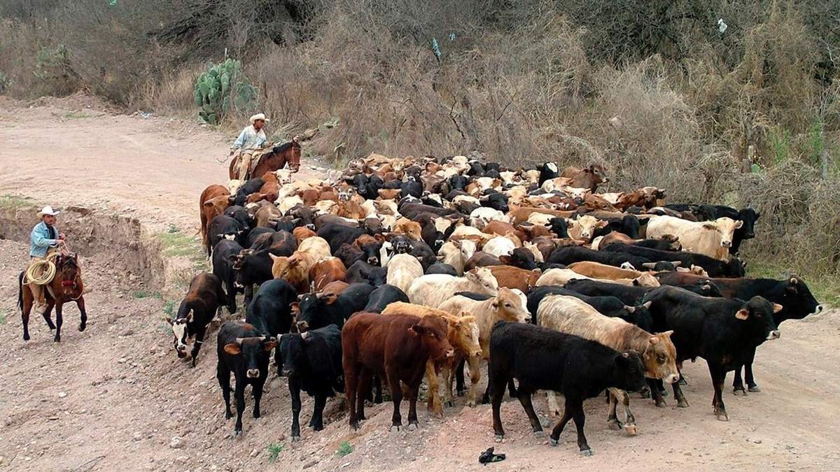 Ramírez Cuéllar pide a EU reconsiderar suspensión de exportación de ganado mexicano