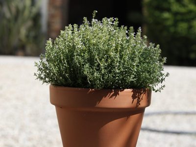La planta pequeña y fácil de cultivar que esconde poderosos beneficios para tu salud