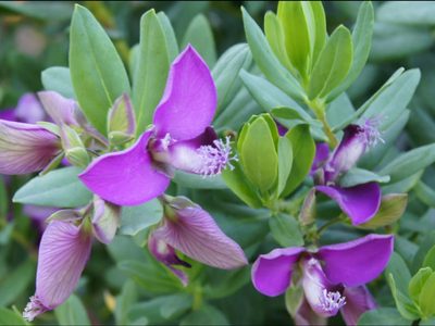 Si te gustan las plantas pero no tenés tiempo, esta es ideal: florece casi todo el año y se cuida sola