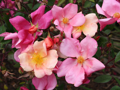 La misteriosa planta cuya flor cambia de color y que explota en otoño e invierno