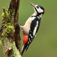 Curiosidades sobre los pájaros carpinteros, las aves de plumaje llamativo y dotes de explorador