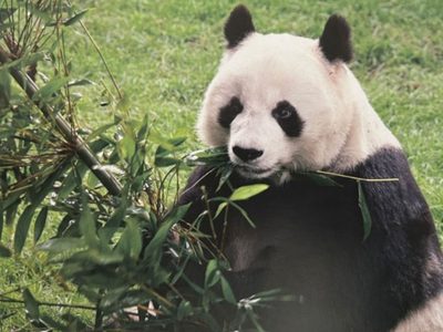 Xin Xin, la última panda gigante en Latinoamérica, vive en el Zoológico de Chapultepec