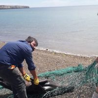 Conmoción en Chubut: un pescador agredió a un lobo marino y le provocó la muerte