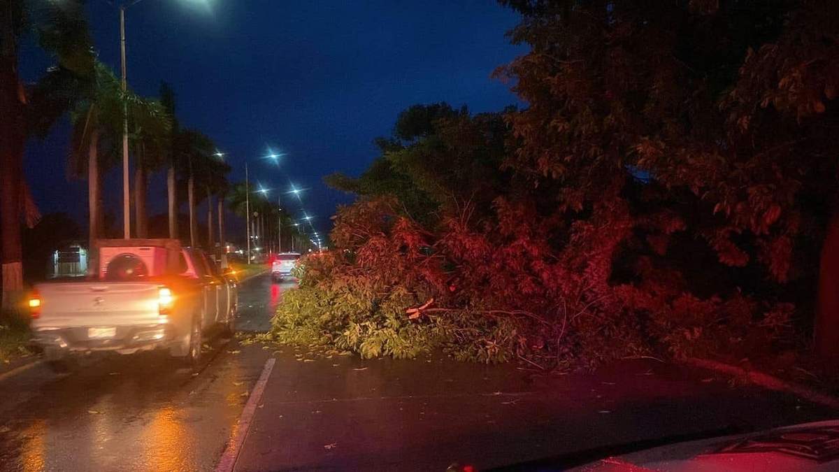 Un árbol cayó sobre un vehículo en el kilómetro 7 de la carretera Punta de Mita - Cruz de Huanacaxtle en el municipio de Bahía de Banderas