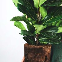 Así podés reproducir el Ficus pandurata, la planta de moda más exclusiva, y hacer muchos hijos de una sola