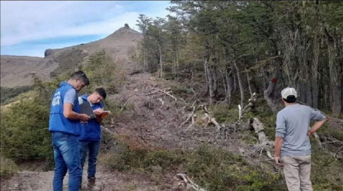 El MPF advirtió que la tala de árboles de lenga requiere de un permiso específico. Fuente: (Minuto Neuquén)