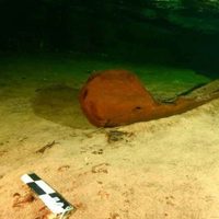 Extraordinario hallazgo: encontraron una milenaria canoa durante las obras del Tren Maya en México