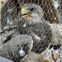 Intentaron vender un águila en peligro de extinción