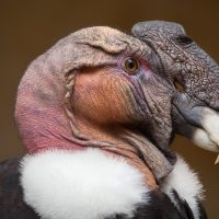 Curiosidades sobre el Cóndor Andino: el ave más grande que puede cambiar de color y sobrevivir semanas sin comida