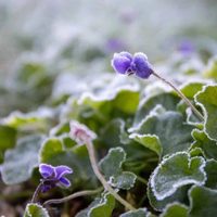 4 plantas para tener en tu jardín de invierno: cuáles son sus cuidados