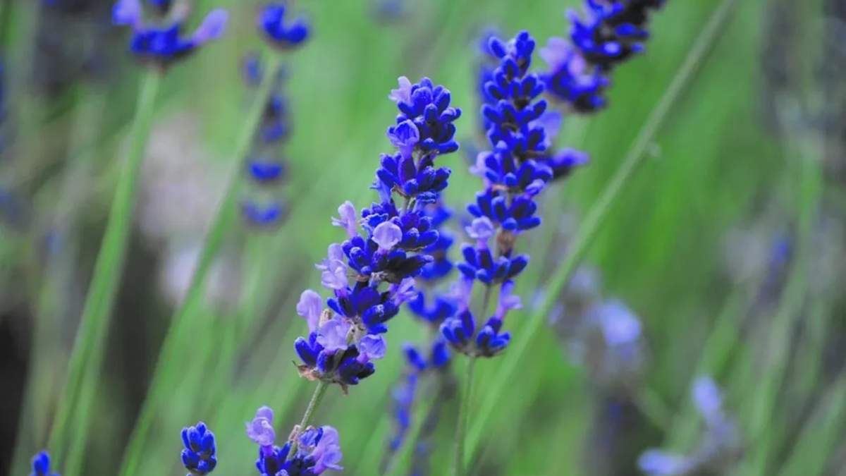 Lavanda. Fuente: (X)