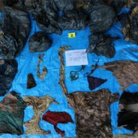 Fiscalía de Veracuz reporta hallazgo de 166 cráneos en 32 nuevas narcofosas