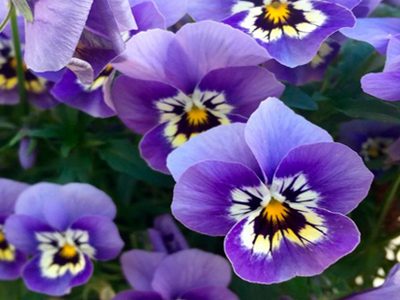 La planta que cambia del violeta al blanco, atrae mariposas y llena de aroma todo tu jardín