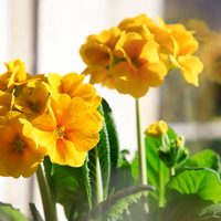 Plantas con flores amarillas: dónde colocarlas en casa para atraer la fortuna en Navidad