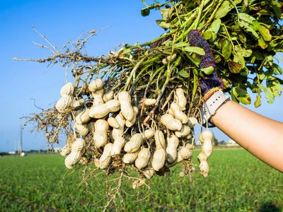 El secreto que los jardineros ocultan para cultivar maní en maceta en poco tiempo: tomá nota