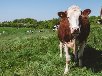 Sigue la polémica por el proyecto que propone un impuesto a los gases de las vacas