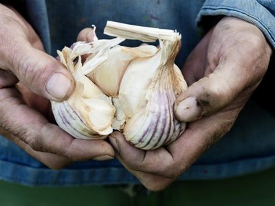 Si querés aprovechar el otoño para sembrar en tu huerta: conocé las plantas que son perfectas para la temporada