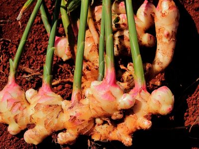 No lo compres más: la forma más fácil de cultivar Jengibre en maceta en solo dos semanas
