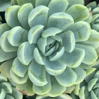 El consejo clave para cuidar tu suculenta Echeveria y mantenerla hermosa ahora que comienza la primavera