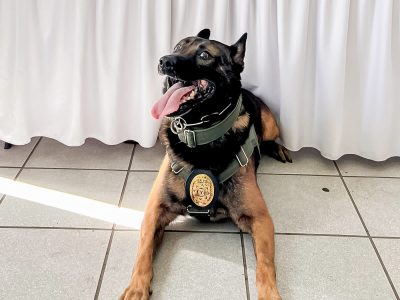 El perro policía “Boris” pierde la pata tras ser herido en tiroteo con sicarios en Ensenada