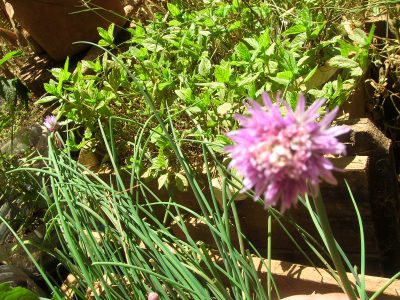 Lindas y ricas: las coloridas flores de tu jardín que son especiales para hacer un dip para tus picadas