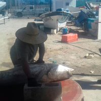 Detienen a cuatro personas con ejemplares de totoaba en BC