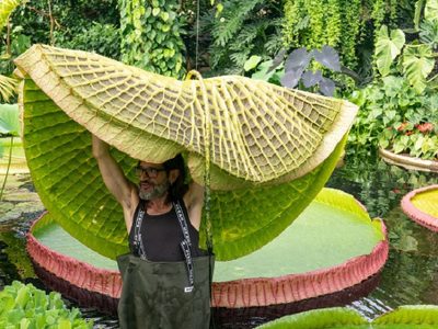 “Victoria Boliviana”: descubrieron una nueva especie de nenúfar gigante