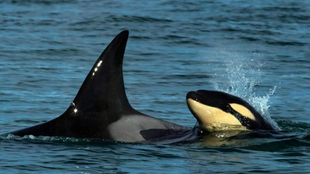 Se avistó una cría de orca en las costas de Río Negro. Fuente: (Twitter)