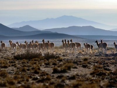 Video: impresionante tropilla de guanacos en Mendoza