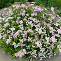 La flor de primavera que resiste las heladas y convierte tu jardín en un paraíso con muy pocos cuidados