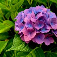 El truco de los viveros para reproducir eternamente tus Hortensias