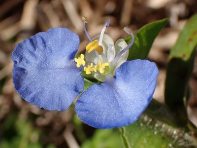 La planta que todas las abuelas tenían en casa por sus grandes poderes medicinales