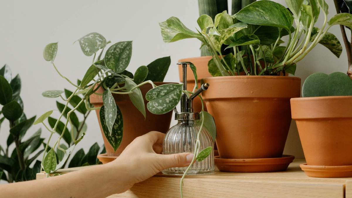 Plantas. Fuente: (Instagram)