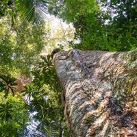 Un árbol milenario de la Amazonía está al borde de la extinción por la demanda internacional