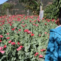 Congreso de Guerrero envía iniciativa a la Comisión Permanente para legalizar amapola con fines medicinales
