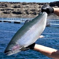 Piedra del Águila exportará truchas a Estados Unidos y Japón