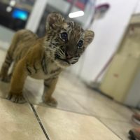 Detienen a sujeto que llevaba un cachorro de tigre en la Gustavo A. Madero