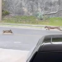 Captan a puma cazando a un gato en fraccionamiento de Monterrey (Videos)