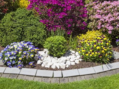 3 plantas económicas que dan flores todo el año y que son super fáciles de cuidar