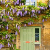 Con un aroma exquisito: la planta trepadora y colgante que es perfecta para decorar tu jardín