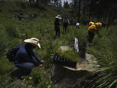 La tala acecha los bosques de la CDMX pese a intentos por reforestarlos
