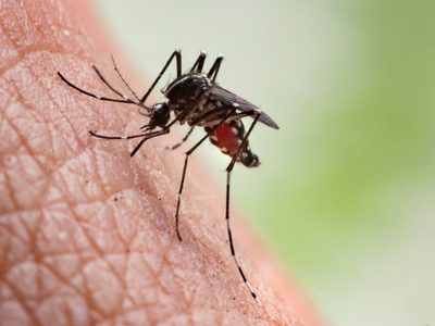 Muere otra persona por dengue en Oaxaca; suman tres defunciones en la entidad