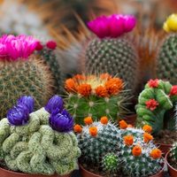 Error de jardinero principiante: estas plantas se mueren si les ponés café como abono