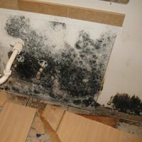 Con 3 ingredientes: el truco para eliminar definitivamente todo el moho de las paredes del baño