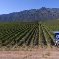 50 años de vitivinicultura mendocina: menos viñedos, menos bodegas y más concentración