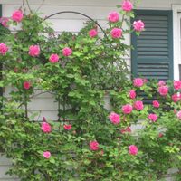 Conocé este increíble tipo de rosal que no tiene espinas, explota de flores y es una planta trepadora